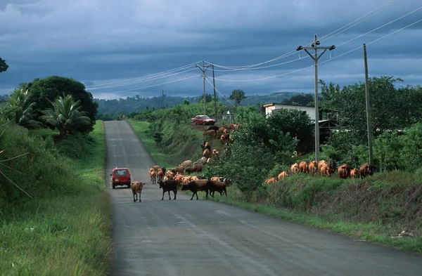 Carretera Rural Muelle San Carlos Costa Rica — Foto de Stock