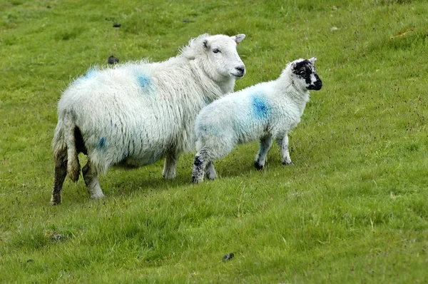 Schafe Der Nähe Von Zwei Brücken Dartmoor Nationalpark Devon England — Stockfoto