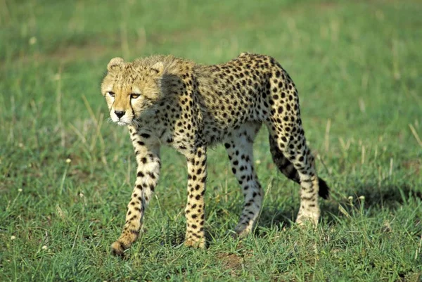 Giovane Ghepardo Acinonyx Jubatus Masai Mara Kenya — Foto Stock