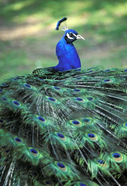 Peacock Spread Its Tail Pavo Cristatus — Stock Photo, Image