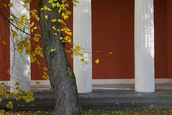 Baum Wächst Der Nähe Von Hauswand — Stockfoto