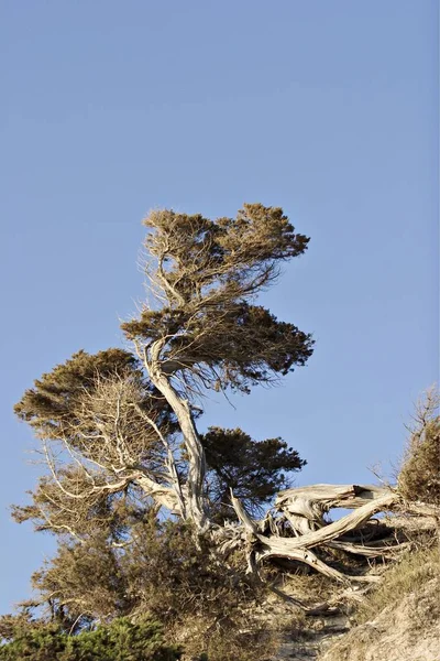 Rostoucí Strom Kopce Modrá Obloha — Stock fotografie