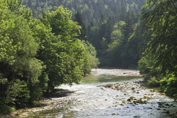 Fiume Sava Bohinjka Ribcev Laz Slovenia — Foto Stock