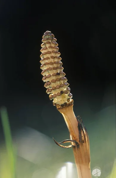 Field Horsetail Equisetum Arvense Germany Closeup Fauna Nature — Stock Photo, Image