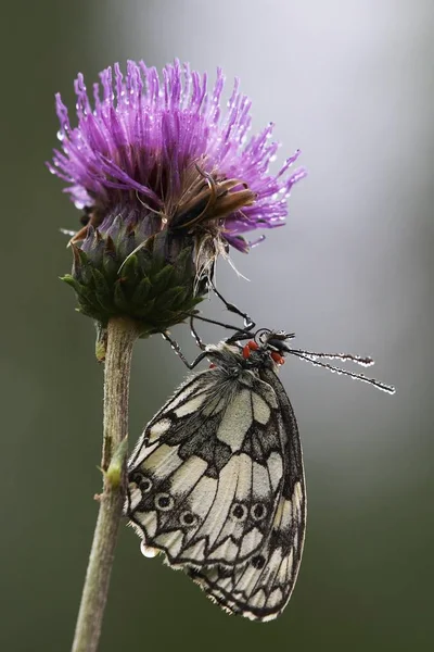 Papillon Mélangaria Galathea Matin Rosée Avec Des Gouttes Rosée Sur — Photo