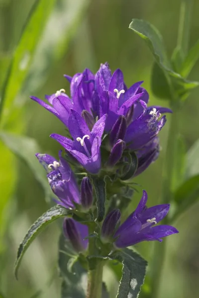 Bellflower Campanula Spicata Triglav National Park Slovenia — Stock Photo, Image