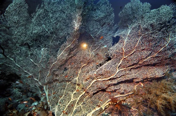 Oriente Medio Egipto Mar Rojo Abanico Gorgoniano Coral Subergorgia — Foto de Stock