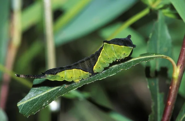 Firma Caterpillar Larwa Puss Moth Cerura Vinula Niemcy — Zdjęcie stockowe