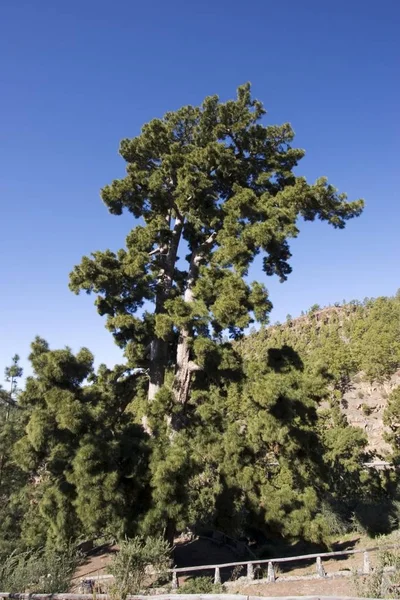 Pino Gordo Old Pine Tree — Stock Photo, Image