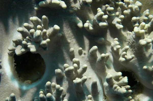 Naher Osten Ägypten Rotes Meer Weichkorallen Sarkophyton — Stockfoto