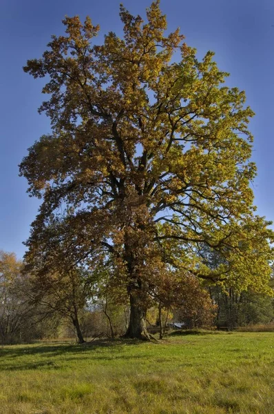 秋秋葉 木および森林の概念の木公園 — ストック写真
