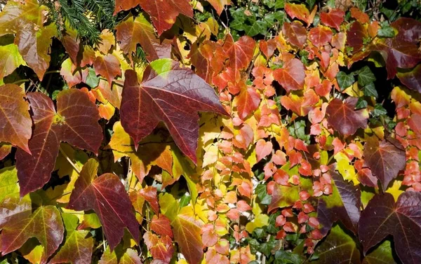 Colourful Autumn Leaves Fall Season — Stock Photo, Image