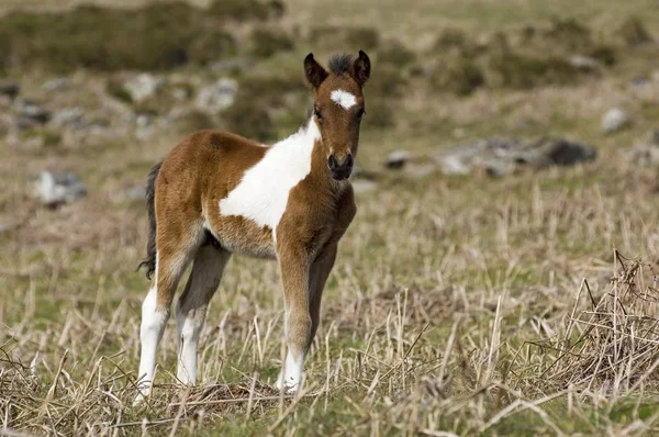 Puledro Pony Dartmoor National Park Devon Inghilterra — Foto Stock