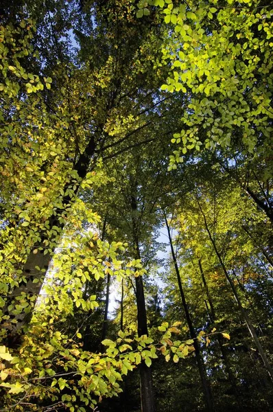 Floresta Mista Outono Autmn Perto Convento Ettal Baviera Alemanha — Fotografia de Stock