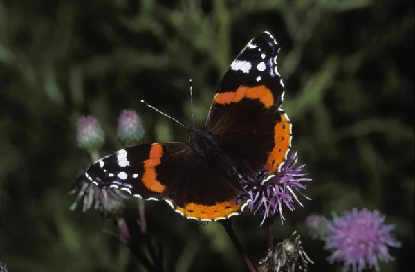 Red Admiral Butterfly Garden Summer — Stock Photo, Image
