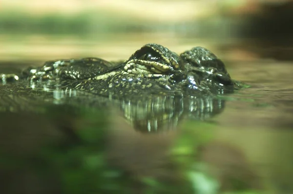 Mississippi Alligator Alligator Mississipiensis — Stock Photo, Image