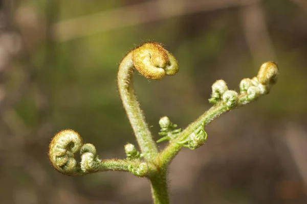 Young Fern Canary Islands Gomera — Stock Photo, Image