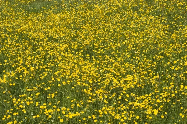 Buttercup Blooming Meadow Allgu Germany — Stock Photo, Image