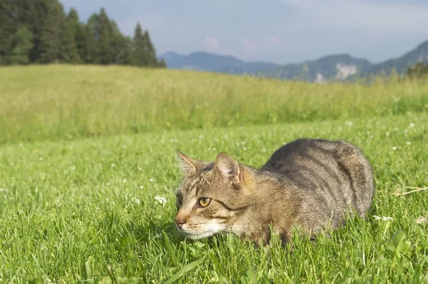 Kot Zielonej Trawie Piękne Lato Łąka — Zdjęcie stockowe