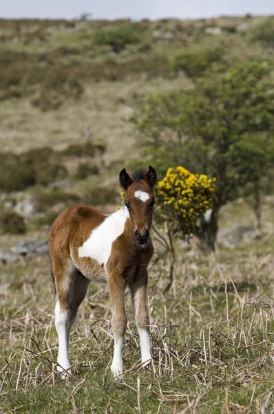 Źrebię Kuc Dartmoor National Park Devon Anglii — Zdjęcie stockowe