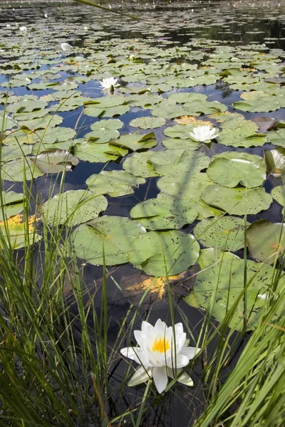 Ostersee 湖上部のババリアのドイツ — ストック写真