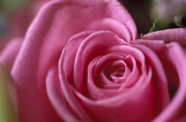 Zblízka Zastřelil Květ Růže Bloom — Stock fotografie