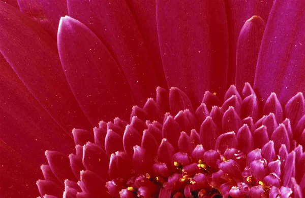 Detalhe Flor Gerbera Flor Margarida — Fotografia de Stock