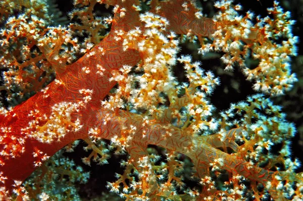 中东埃及红海 海洋软珊瑚 Nephtya — 图库照片