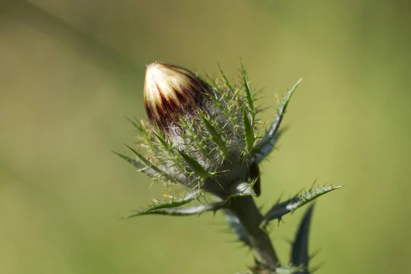 캐롤라인 Carlina Vulgaris — 스톡 사진