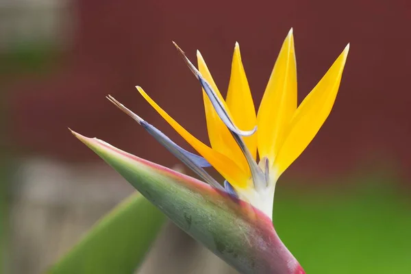 Bloom Kran Blomma Bird Paradise Flower Geel Piesang Strelitzia Reginae — Stockfoto