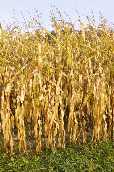 Pole Kukurydzy Późną Jesienią — Zdjęcie stockowe