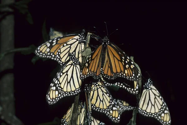 越冬庭園 オオカバマダラ ミチョアカン州メキシコのモナルカ蝶 — ストック写真