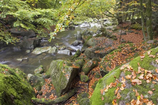 Přírodní Rezervace Buchberger Leite Poblíž Freyung Bavorský Les — Stock fotografie