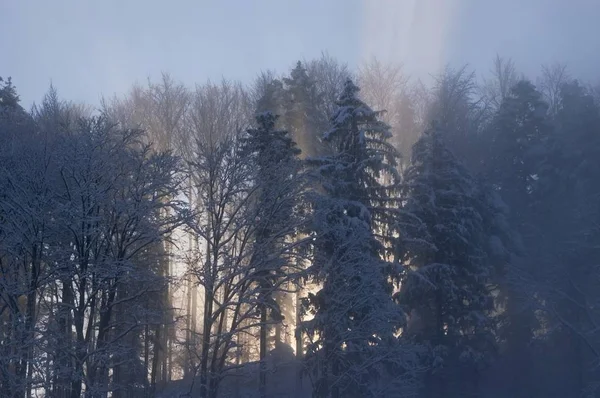 Ochtend Stof Ochtend Sunbeam Winter Blomberg Buurt Van Slechte Tlz — Stockfoto