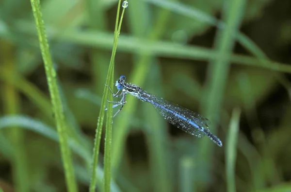 Platycnemis Pennipes Yusufçuk Böcek Yeşil Çimen — Stok fotoğraf