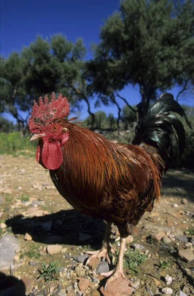 Procházky Přírodě Zahradě Kohout Mallorca — Stock fotografie