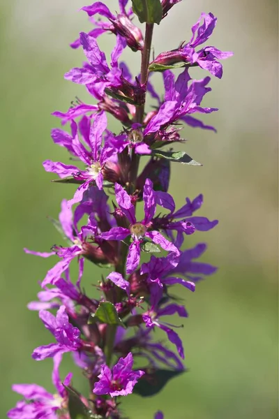 Purple Loosestrife Květiny Lythrum Salicaria Rostlin — Stock fotografie