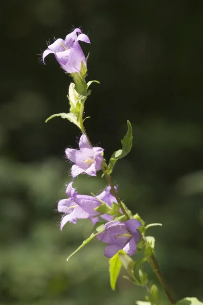 Bellflower Folhas Urtiga Campanula Trachelium Alemanha — Fotografia de Stock