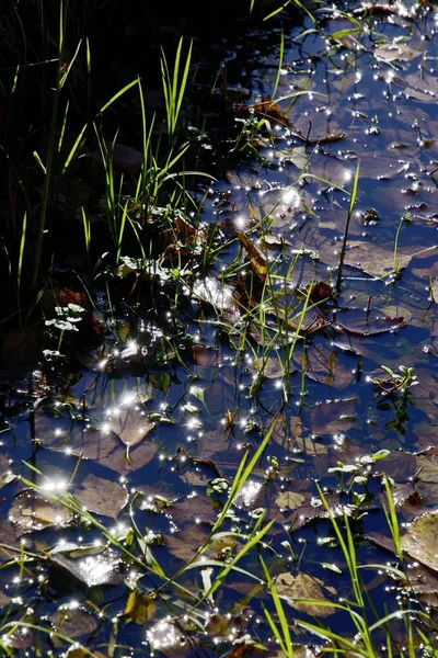 Body Water Mit Foliage Starnberg Lake Bavaria Germany — Stock Photo, Image