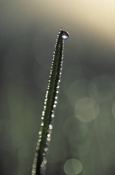 Waterdrops Blade Grass — Stock Photo, Image