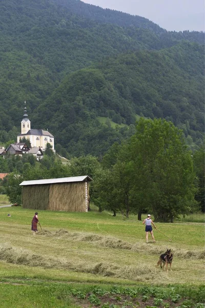 Jordbrukare Skörden Nationalparken Triglav Slovenien — Stockfoto