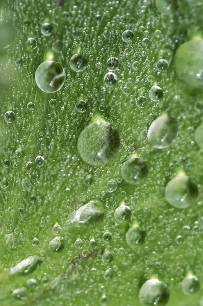 Tautropfen Auf Damenmantel Alchemilla Mollis — Stockfoto