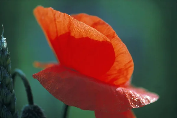Czerwonym Makiem Papaver Rhoeas Kwiat Pole — Zdjęcie stockowe