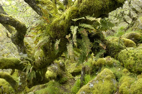 Whistmans Wood Nära Två Broar Dartmoor National Park Devon England — Stockfoto