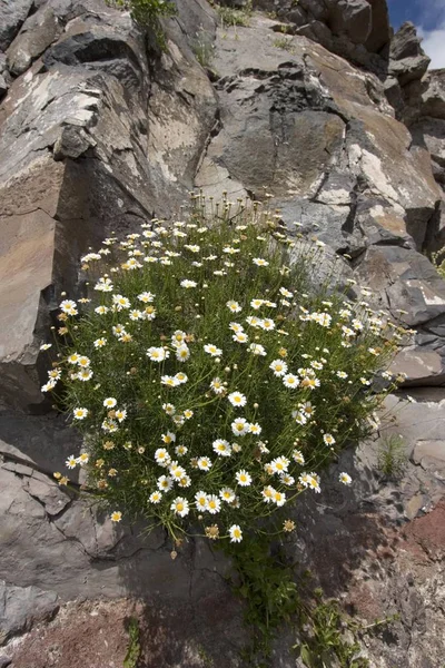 Marguerite Daisy Argyranthemum Canary Islands Gomera — Stock Photo, Image