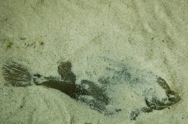 沙子中的鲽观 — 图库照片