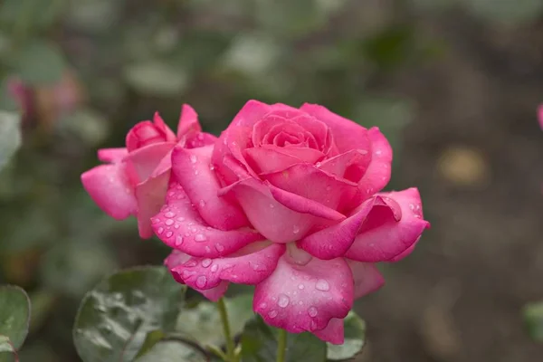 Primo Piano Dei Fiori Rosa Fauna Natura — Foto Stock