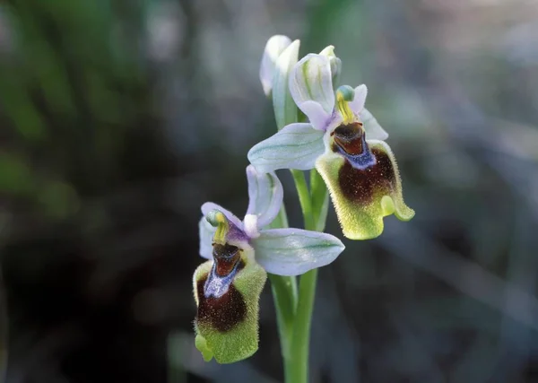 Leaf Wasp Carrying Ophyrs Sawfly Orchid Ophrys Tenthredinifera — Stock Photo, Image