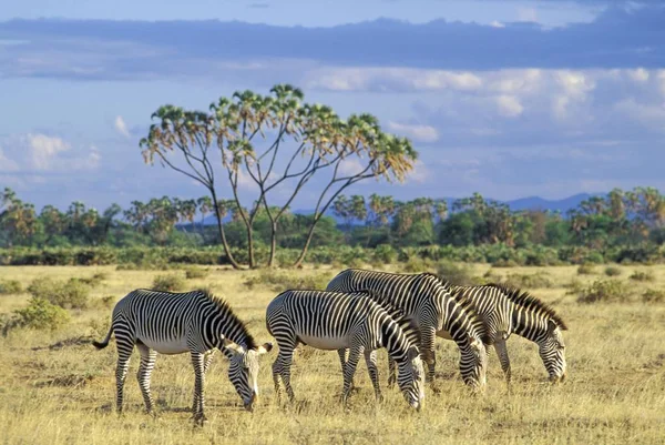Grevy Barátait Zebrák Equus Grevyi Előtt Egy Doum Palm Samburu — Stock Fotó
