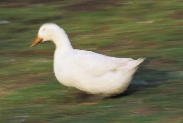 White Goose Running Nature — Stock Photo, Image